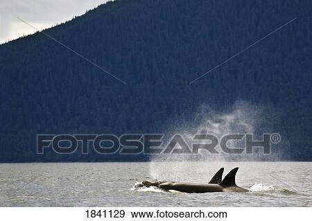 Stock Photo - Killer whales, Alaska, USA. Fotosearch