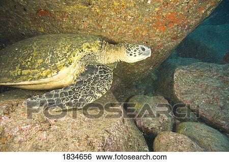 Stock Photograph - Large Green Sea Turtle, North shore of Maui, Hawaii, USA . Fotosearch