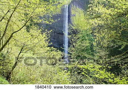 Latourell Falls, Columbia River Gorge, Oregon, USA View Large Photo Image Stock Image - Latourell Falls, Columbia River Gorge, Oregon, USA . Fotosearch