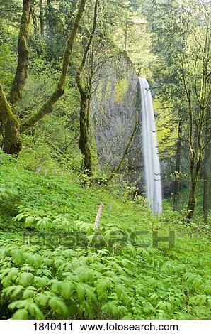 Latourell Falls, Columbia River Gorge, Oregon, USA View Large Photo Image Stock Image - Latourell Falls, Columbia River Gorge, Oregon, USA . Fotosearch