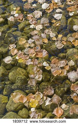 Stock Image - Leaves floating on water. Fotosearch