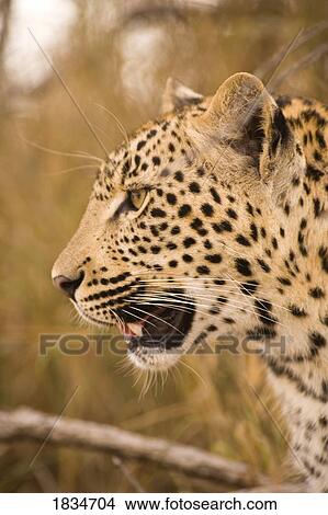 Leopard (Panthera pardus), Arathusa Safari Lodge, Sabi Sand Reserve, Mpumalanga, South Africa View Large Photo Image Picture - Leopard (Panthera pardus), Arathusa Safari Lodge, Sabi Sand Reserve, Mpumalanga, South Africa . Fotosearch