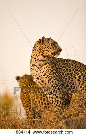 Leopard (Panthera pardus), Arathusa Safari Lodge, Sabi Sand Reserve, Mpumalanga, South Africa, Africa View Large Photo Image Picture - Leopard (Panthera pardus), Arathusa Safari Lodge, Sabi Sand Reserve, Mpumalanga, South Africa, Africa . Fotosearch