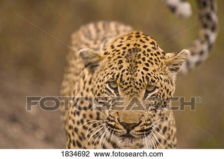 Leopard (Panthera pardus), Arathusa Safari Lodge, Sabi Sand Reserve, Mpumalanga, South Africa, Africa View Large Photo Image Stock Image - Leopard (Panthera pardus), Arathusa Safari Lodge, Sabi Sand Reserve, Mpumalanga, South Africa, Africa . Fotosearch