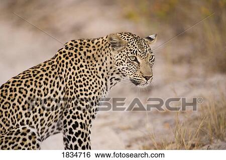 Leopard, Sabi Sand Reserve, Mpumalanga, South Africa View Large Photo Image Stock Photograph - Leopard, Sabi Sand Reserve, Mpumalanga, South Africa. Fotosearch
