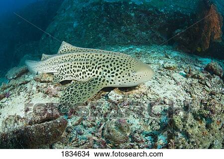 Picture - Leopard Shark (Stgostoma fasciatum), Tachai Pinnacle, Similan National Marine Park, Thailand, Southeast Asia. Fotosearch