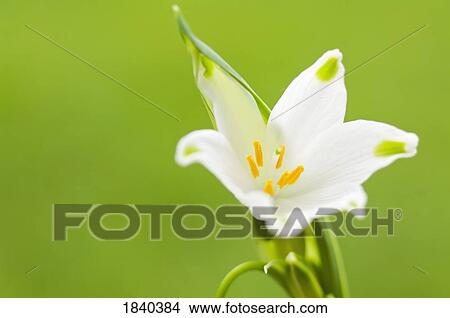 Leucojum aestivum in bloom View Large Photo Image Picture - Leucojum aestivum in bloom. Fotosearch
