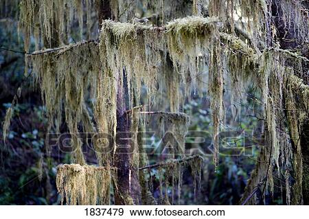 Stock Photo - Lichen hanging on tree branches. Fotosearch