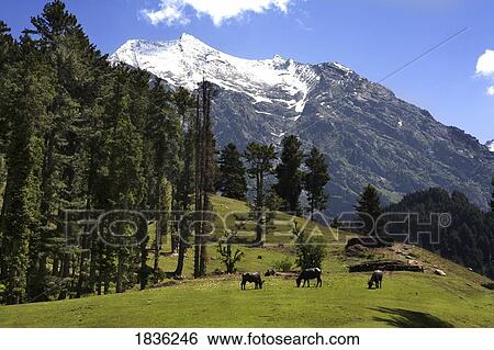 Lidderwat, Kashmir, India View Large Photo Image Stock Photograph - Lidderwat, Kashmir, India. Fotosearch