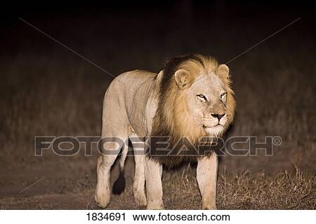 Lion (Panthera leo), Arathusa Safari Lodge, Sabi Sand Reserve, Mpumalanga, South Africa, Africa View Large Photo Image Stock Image - Lion (Panthera leo), Arathusa Safari Lodge, Sabi Sand Reserve, Mpumalanga, South Africa, Africa . Fotosearch