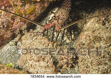 Lobster, North shore of Maui, Hawaii, USA View Large Photo Image Picture - Lobster, North shore of Maui, Hawaii, USA . Fotosearch