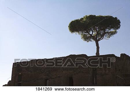 Stock Photo - Lone tree on rooftop. Fotosearch