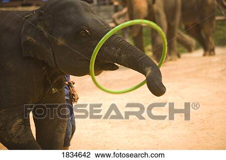 Maesa Elephant Camp near outskirts of Chiang Mai, Thailand, Southeast Asia View Large Photo Image Stock Image - Maesa Elephant Camp near outskirts of Chiang Mai, Thailand, Southeast Asia. Fotosearch