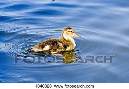 Stock Photo - Mallard duckling, Crystal Springs Rhododendron Garden, Portland, Oregon, USA. Fotosearch