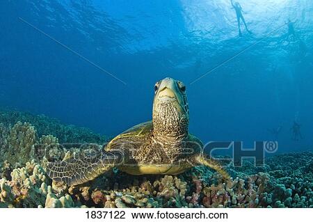 Maui, Hawaii, USA; Green sea turtle Cleaning Station View Large Photo Image Stock Image - Maui, Hawaii, USA; Green sea turtle Cleaning Station. Fotosearch