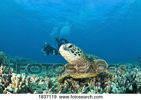 Maui, Hawaii, USA; Scuba divers and a Green Sea Turtle View Large Photo Image Stock Photo - Maui, Hawaii, USA; Scuba divers and a Green Sea Turtle. Fotosearch
