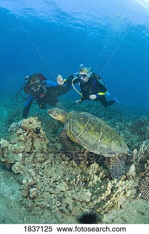 Stock Photography - Maui, Hawaii, USA; Scuba Divers and Green Sea Turtle. Fotosearch