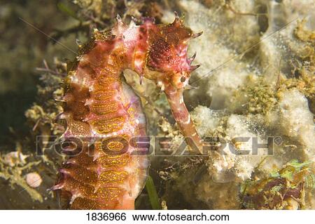 Stock Photograph - Mindoro, Puerto Galera, Philippines, Southeast Asia; Thorny Seahorse (Hippocampus hystrix). Fotosearch