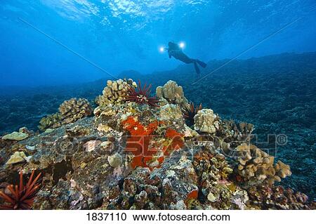 Molokini crater, Maui, Hawaii, USA, a single scuba diver View Large Photo Image Stock Image - Molokini crater, Maui, Hawaii, USA, a single scuba diver. Fotosearch