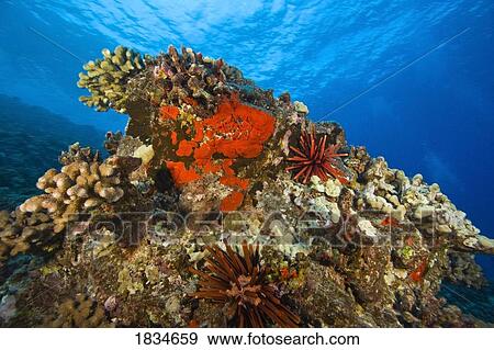 Stock Photo - Molokini Crater, Maui, Hawaii, USA. Fotosearch