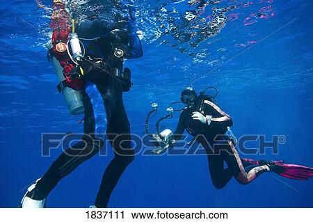 Molokini Crater, Maui, Hawaii, USA; Two scuba divers with a video camera View Large Photo Image Stock Image - Molokini Crater, Maui, Hawaii, USA; Two scuba divers with a video camera. Fotosearch