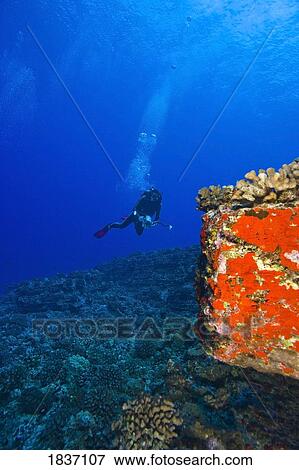 Molokini, Maui, Hawaii, USA; Scuba diver with a video camera at a volcanic crater and Red Sponges (Porifera) View Large Photo Image Stock Photo - Molokini, Maui, Hawaii, USA; Scuba diver with a video camera at a volcanic crater and Red Sponges (Porifera). Fotosearch