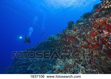 Molokini, Maui, Hawaii, USA; Scuba diver with a video camera at a volcanic crater and Red Sponges ( Porifera) View Large Photo Image Stock Photograph - Molokini, Maui, Hawaii, USA; Scuba diver with a video camera at a volcanic crater and Red Sponges ( Porifera). Fotosearch