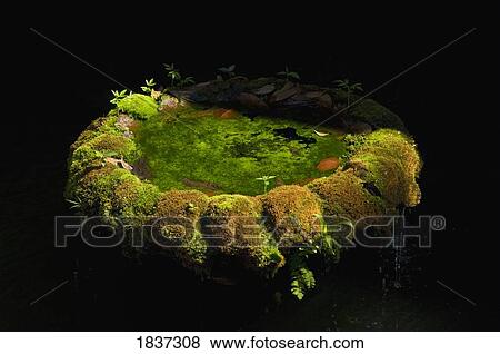 Moss covered bird and frog bath View Large Photo Image Stock Photo - Moss covered bird and frog bath . Fotosearch