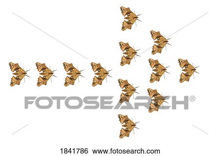 Stock Photograph - Moths in the shape of arrow. Fotosearch