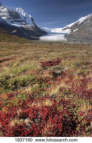 Mount Athabasca, Columbia Icefield, Jasper National Park, Jasper, Alberta, Canada View Large Photo Image Stock Image - Mount Athabasca, Columbia Icefield, Jasper National Park, Jasper, Alberta, Canada . Fotosearch
