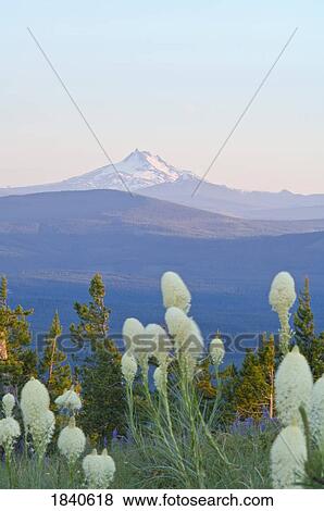 Stock Photo - Mount Jefferson and beargrass, Mount Hood National Forest, Oregon, USA . Fotosearch