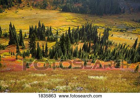 Stock Image - Mount Rainier National Park, Washington, USA. Fotosearch