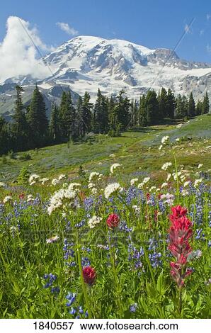 Mount Rainier National Park, Washington, USA View Large Photo Image Stock Photo - Mount Rainier National Park, Washington, USA . Fotosearch