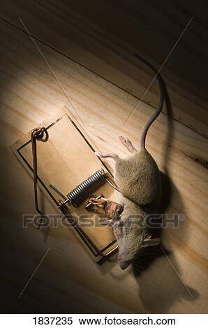 Stock Photography - Mouse caught in spring mouse trap . Fotosearch