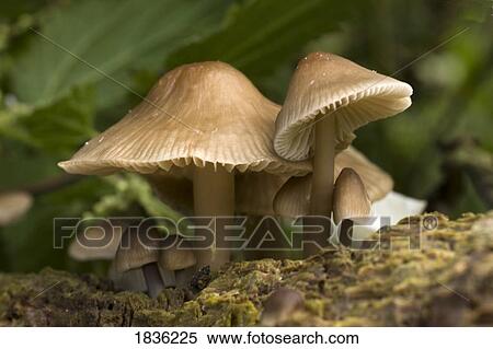 Stock Photography - Mushrooms. Fotosearch