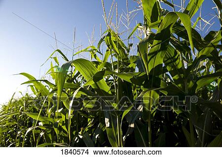 Picture - Muskoka, Ontario, Canada; Corn field. Fotosearch