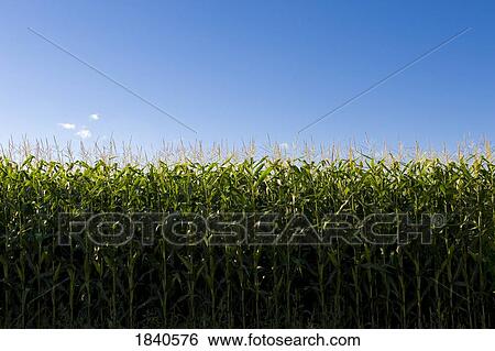 Muskoka, Ontario, Canada; Corn field View Large Photo Image Stock Photograph - Muskoka, Ontario, Canada; Corn field. Fotosearch