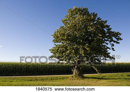 Muskoka, Ontario, Canada; Tree, corn field View Large Photo Image Stock Photography - Muskoka, Ontario, Canada; Tree, corn field. Fotosearch