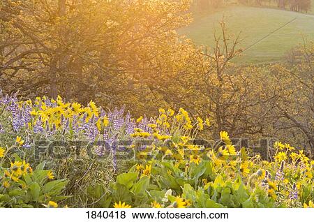 Stock Photo - Oak Forest, Columbia River Gorge, Oregon, USA . Fotosearch