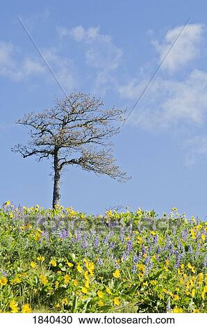 Oak tree and wildflowers, Columbia River Gorge, Oregon, USA View Large Photo Image Stock Image - Oak tree and wildflowers, Columbia River Gorge, Oregon, USA. Fotosearch