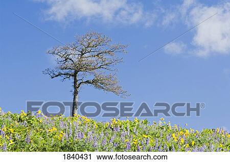 Oak tree and wildflowers, Columbia River Gorge, Oregon, USA View Large Photo Image Stock Image - Oak tree and wildflowers, Columbia River Gorge, Oregon, USA. Fotosearch