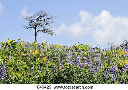 Oak tree and wildflowers, Columbia River Gorge, Oregon, USA View Large Photo Image Stock Photo - Oak tree and wildflowers, Columbia River Gorge, Oregon, USA. Fotosearch