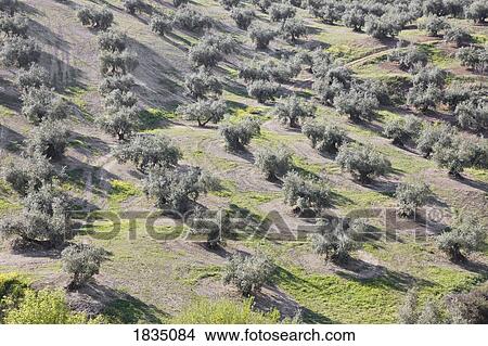 Picture - Olive groves, Algarinejo, Granada Province, Spain . Fotosearch