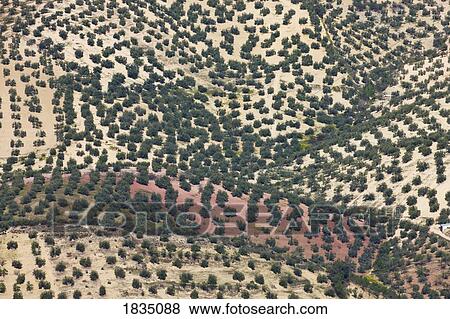 Stock Photo - Olive groves, Algarinejo, Granada Province, Spain . Fotosearch