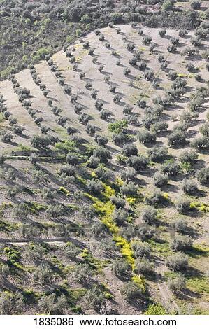 Stock Photograph - Olive groves, Algarinejo, Granada Province, Spain . Fotosearch