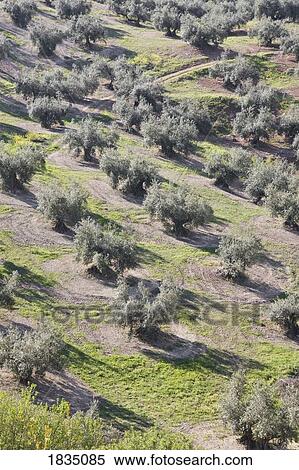 Stock Photography - Olive groves, Algarinejo, Granada Province, Spain . Fotosearch