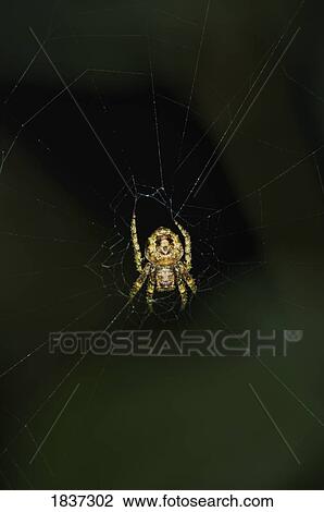 Orb spider in web View Large Photo Image Stock Image - Orb spider in web. Fotosearch