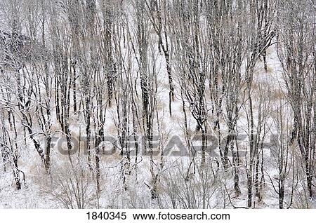 Stock Photography - Overhead view of bare trees in winter, Columbia River Gorge, Oregon, USA . Fotosearch