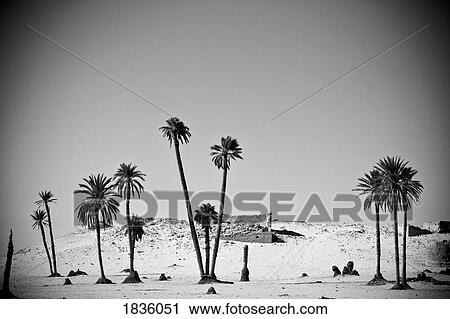 Palm trees in the Sahara desert, Douz, Tunisia View Large Photo Image Stock Image - Palm trees in the Sahara desert, Douz, Tunisia. Fotosearch