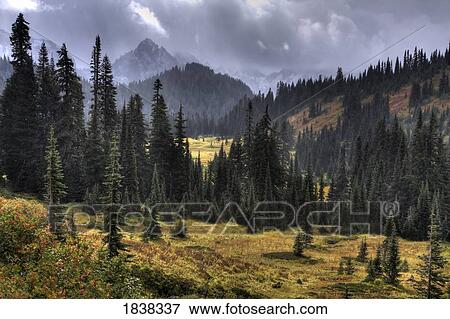 Paradise Valley, Mount Rainier National Park, Washington, USA  View Large Photo Image Stock Photo - Paradise Valley, Mount Rainier National Park, Washington, USA . Fotosearch